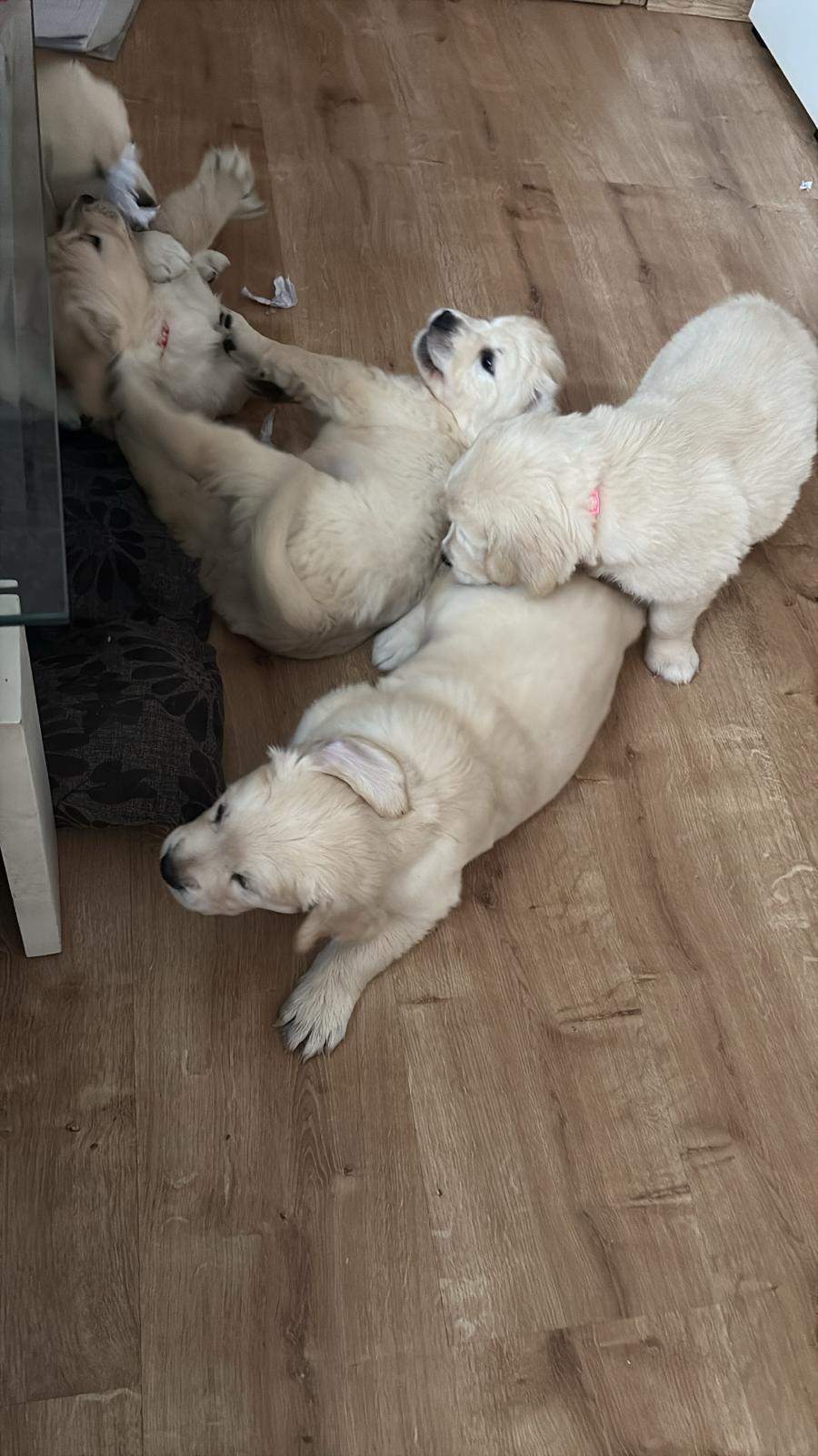 d8ee1d97-c373-4a81-b984-5391cdaf0b05