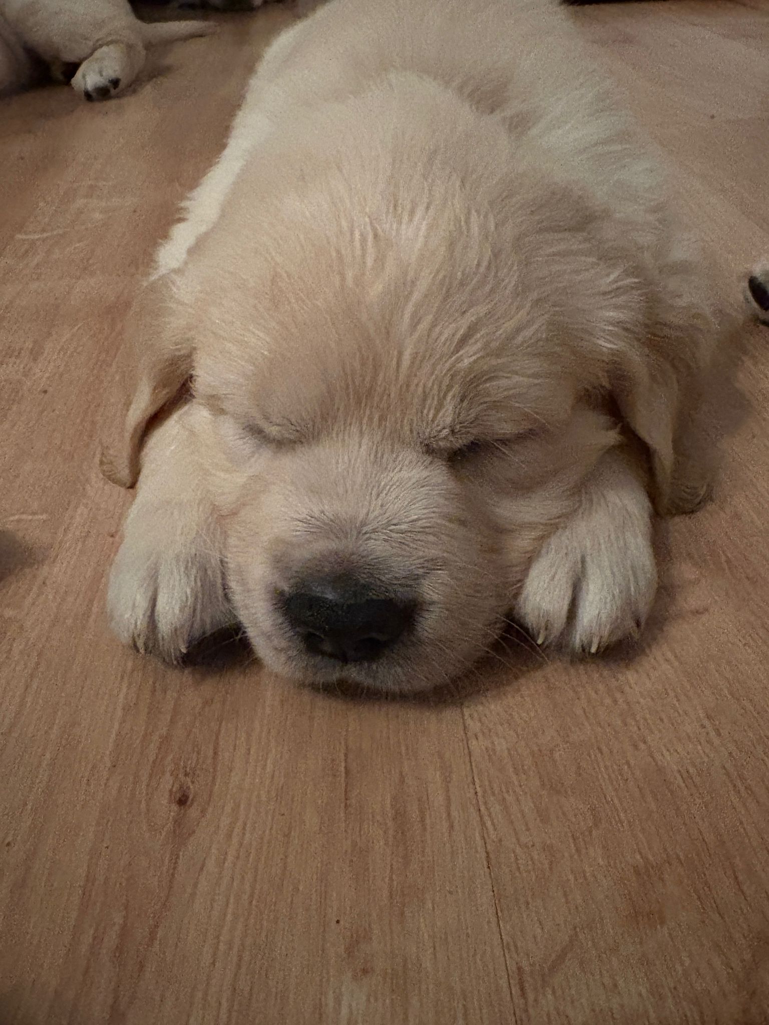 a6e01a4d-23ee-4358-945b-d5b02e02c3be (1)