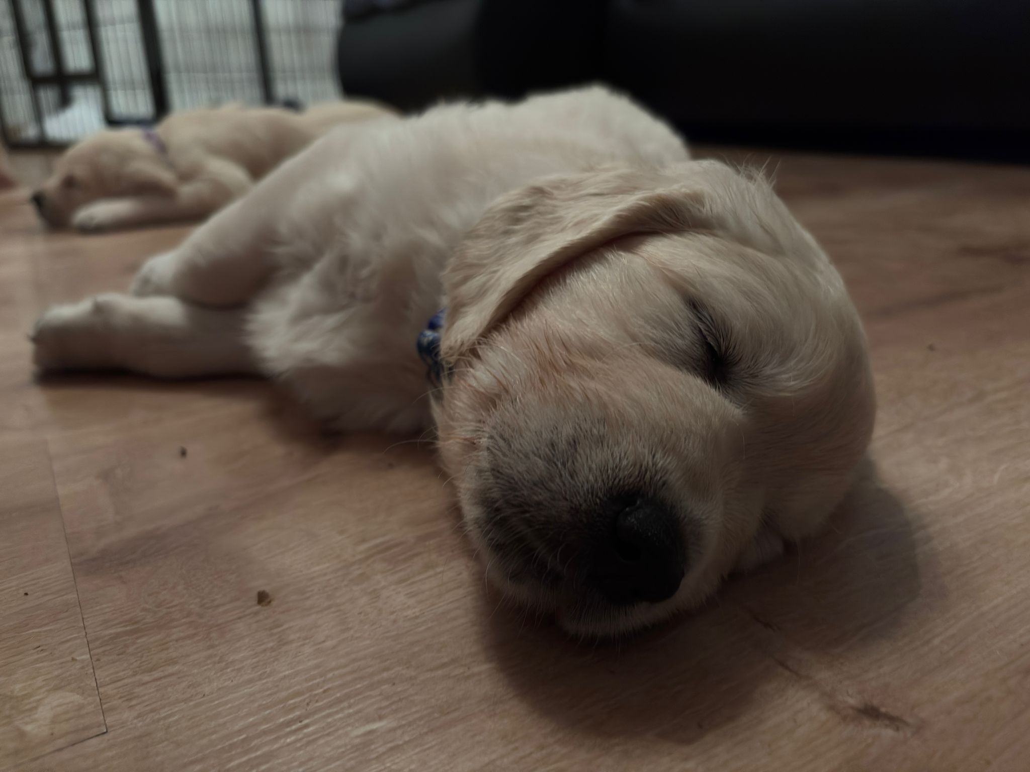 d25899b1-17a3-4a94-87b4-86aa08228562 (1)