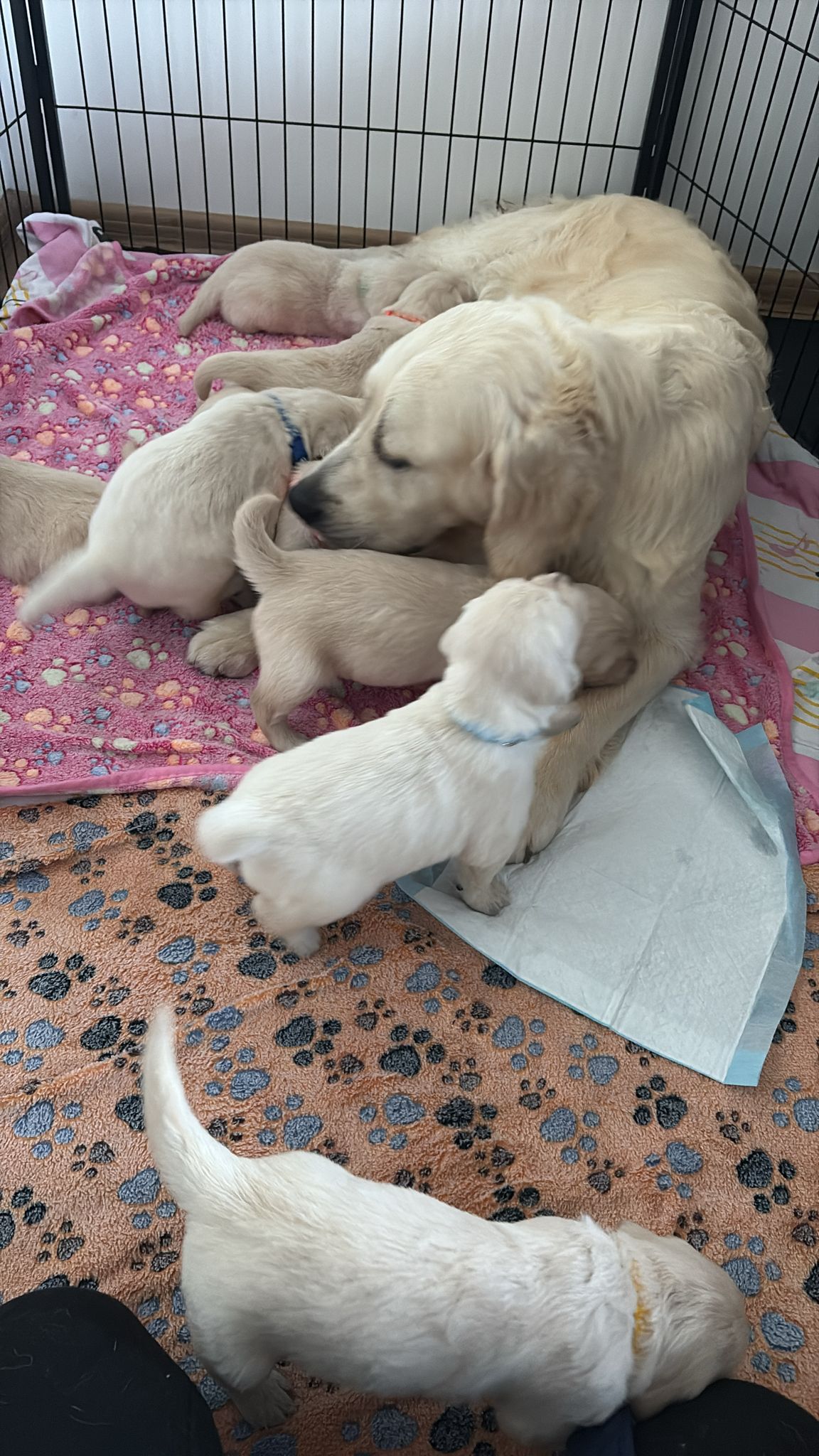 a4a2ce26-670b-4b2d-9da6-a7dc0cdd0b6e