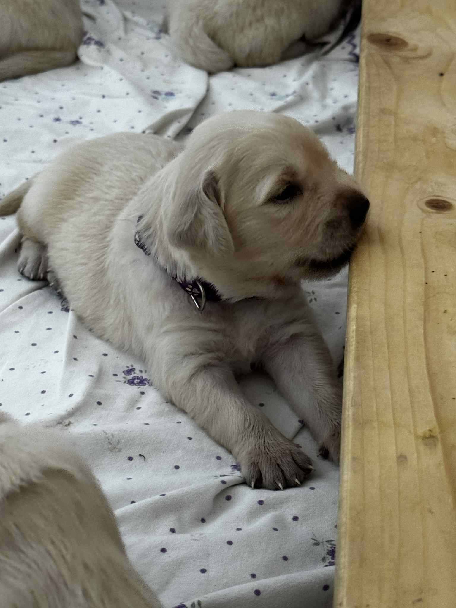 att.J8xaXMDUUnRsAGWM7VoSVoSS8FreMM7BquqVGk_DDNQ