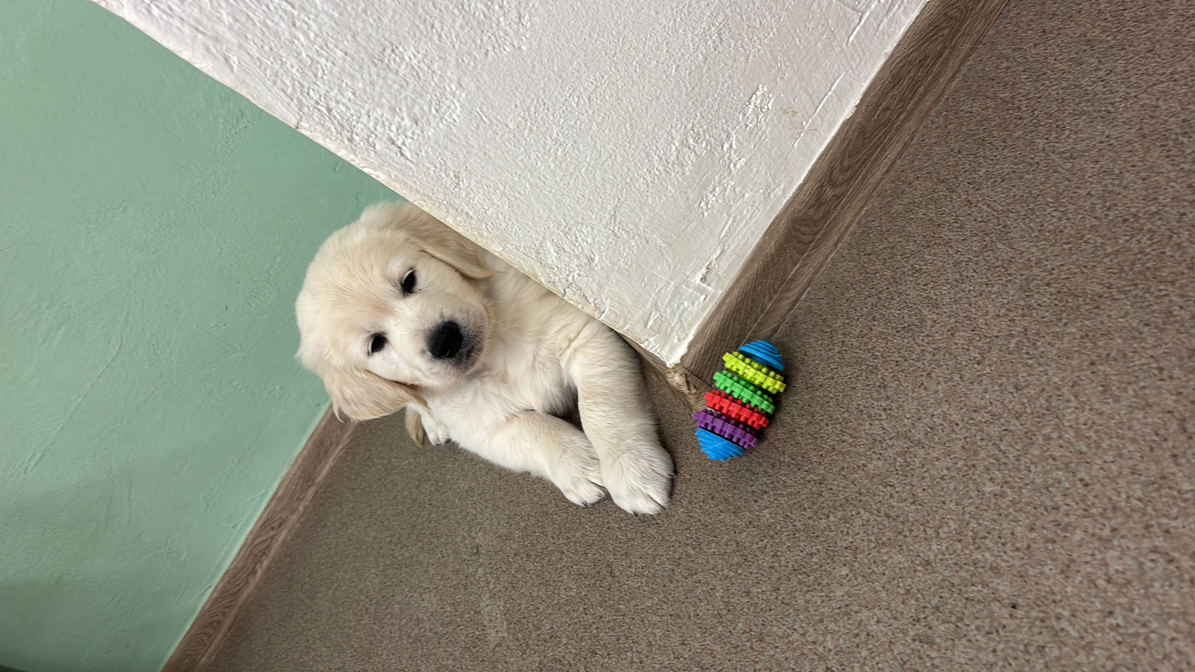 99EF20B8-2891-44BA-8EEA-DADE8F90BEB2