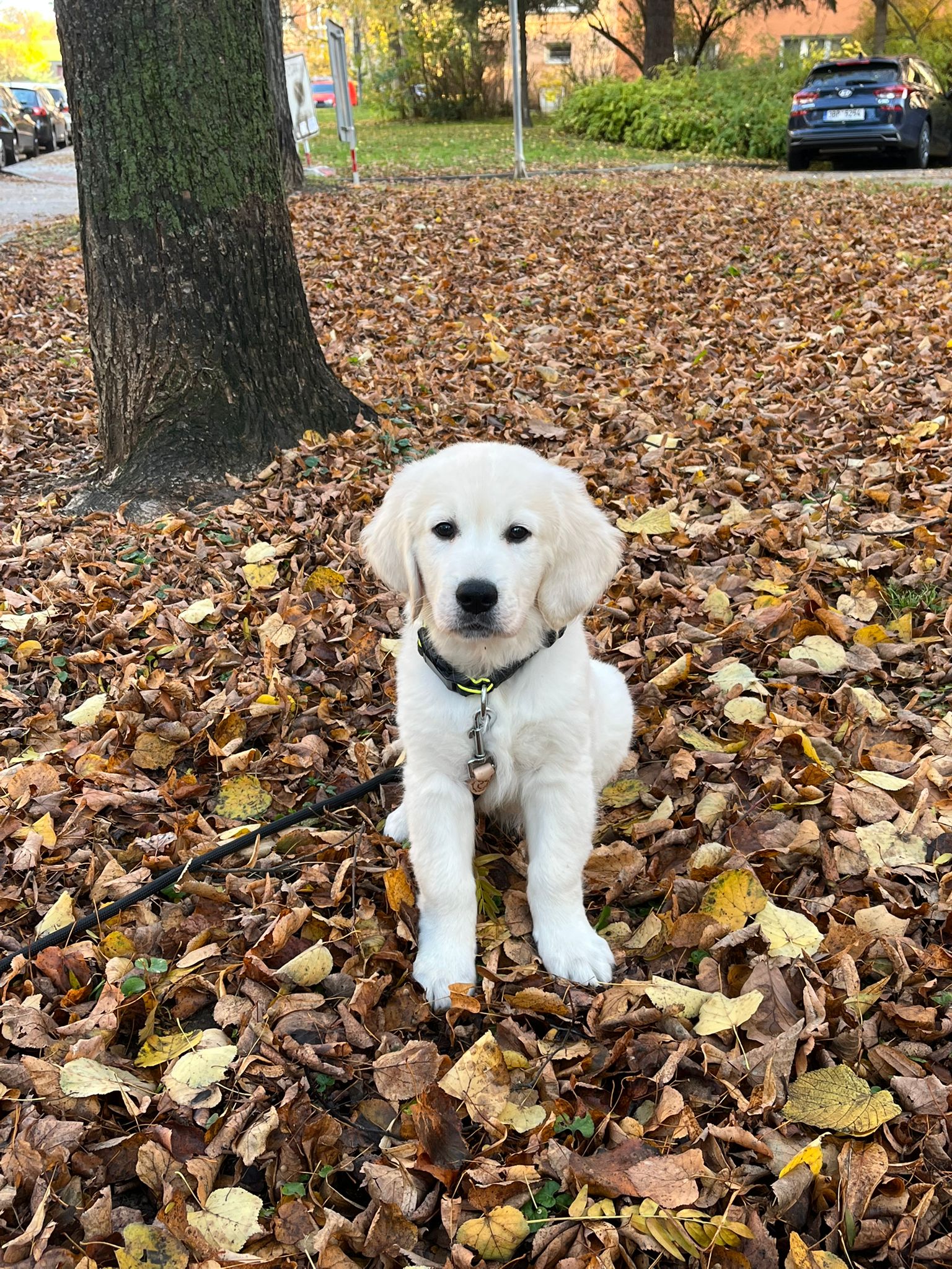 486af28f-523e-4ca5-a163-0ad20f337558