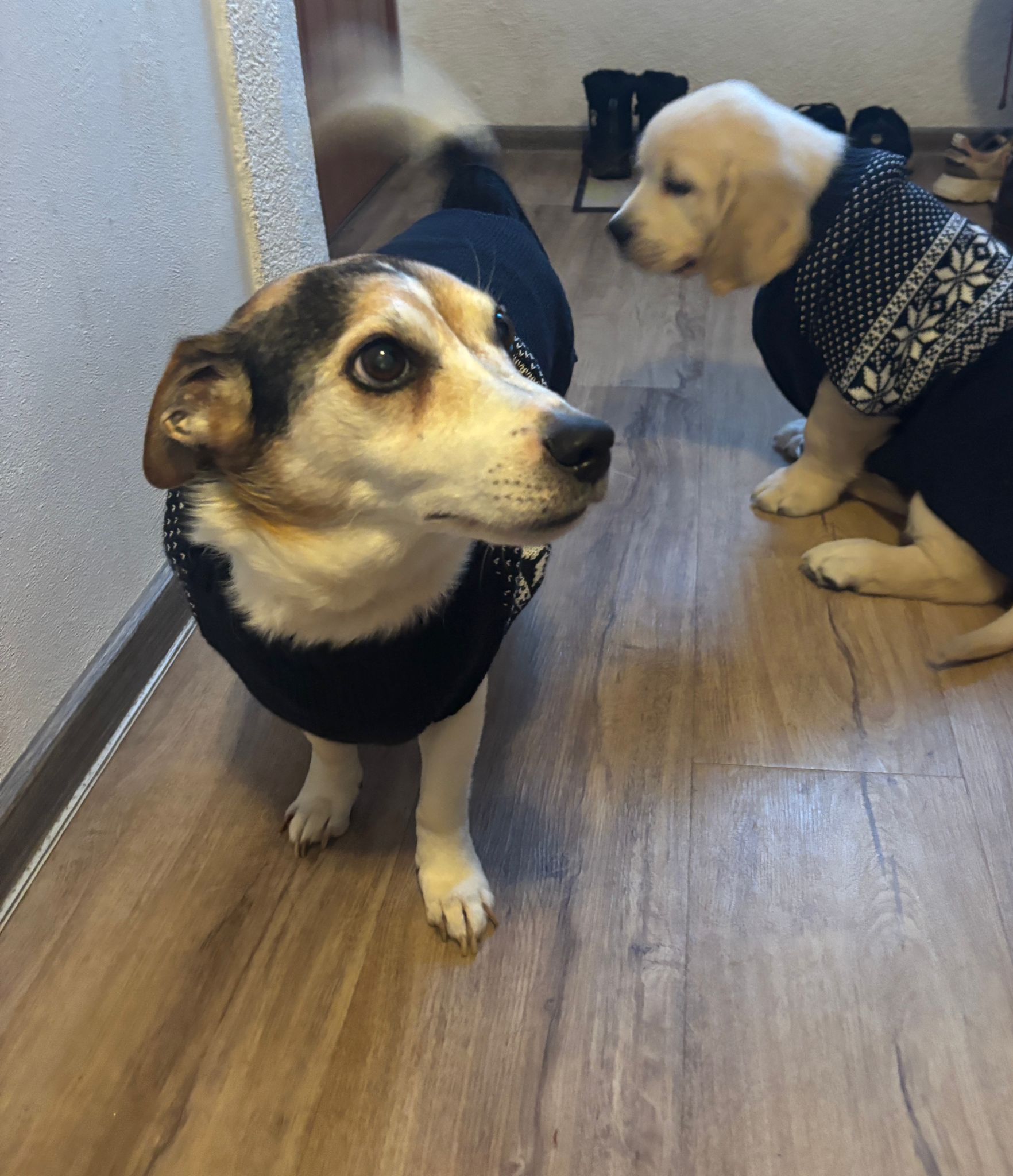 88d9b269-9504-4c43-b068-8e44efcfa980