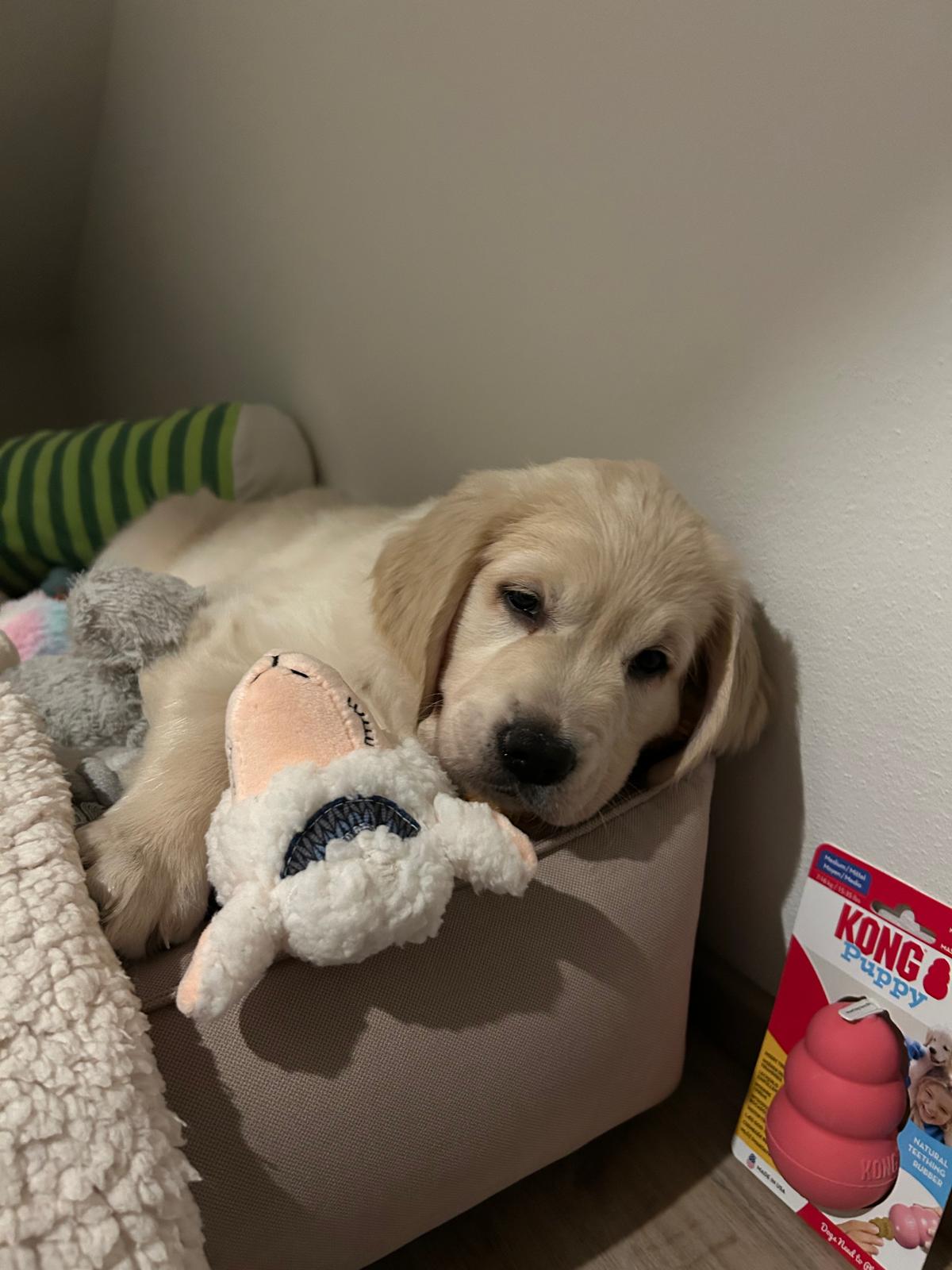 ebb69b0d-a3ba-4670-9bf4-b64a745a548c