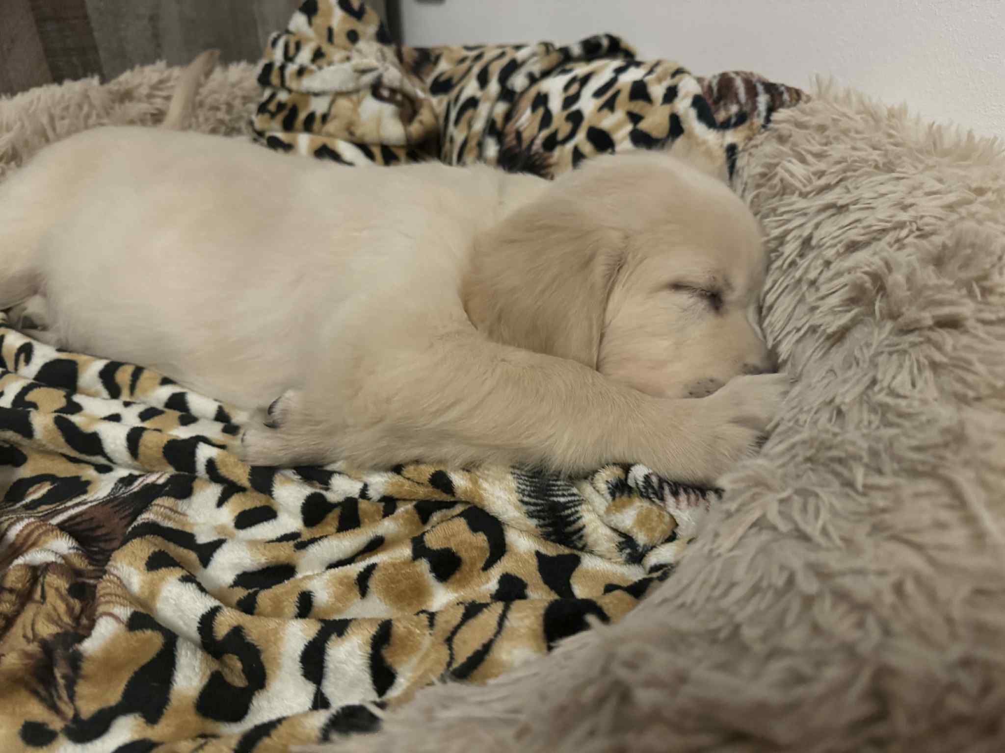 1c616987-7b50-4bdf-a634-4fd4009f2bb9