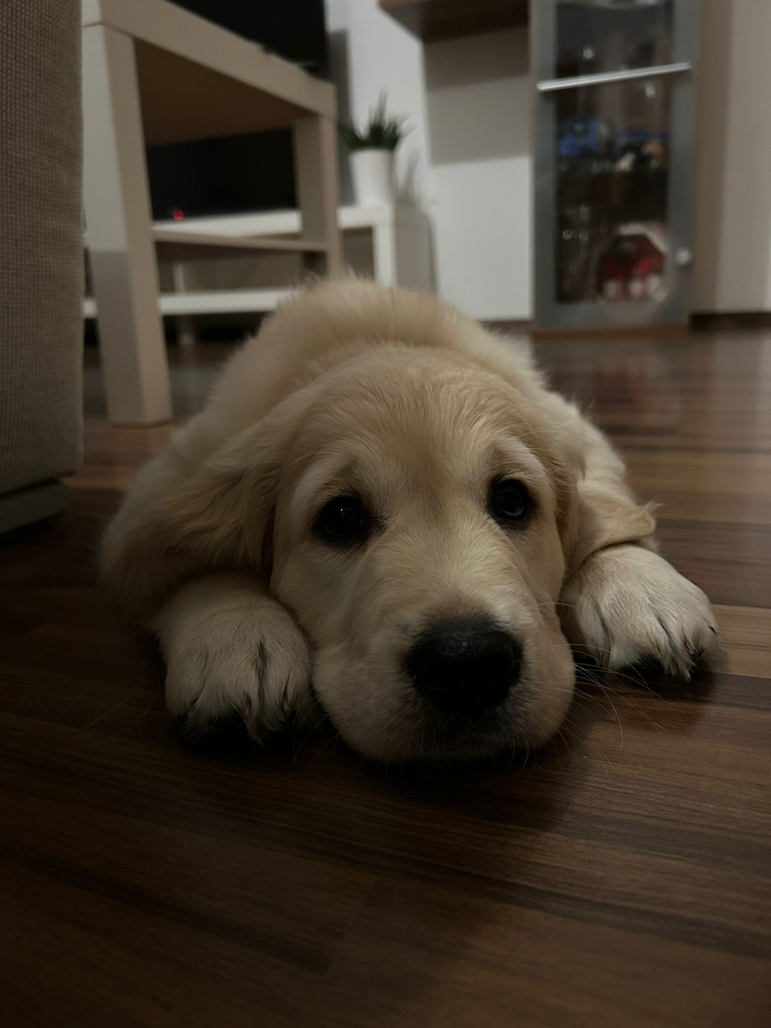 1cfcdc7a-2b6a-46dd-be6f-a6777de5512a