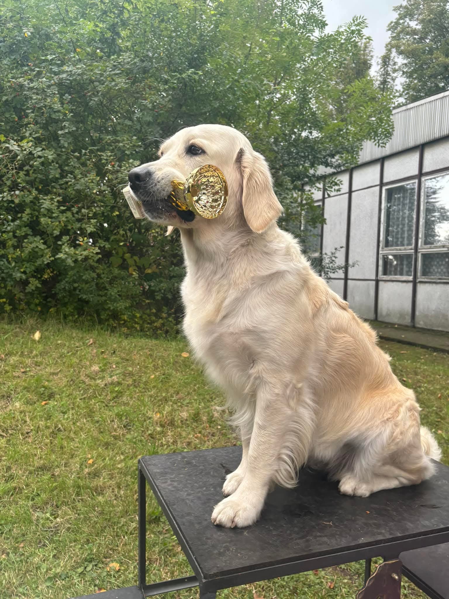 FB_IMG_1750056654762