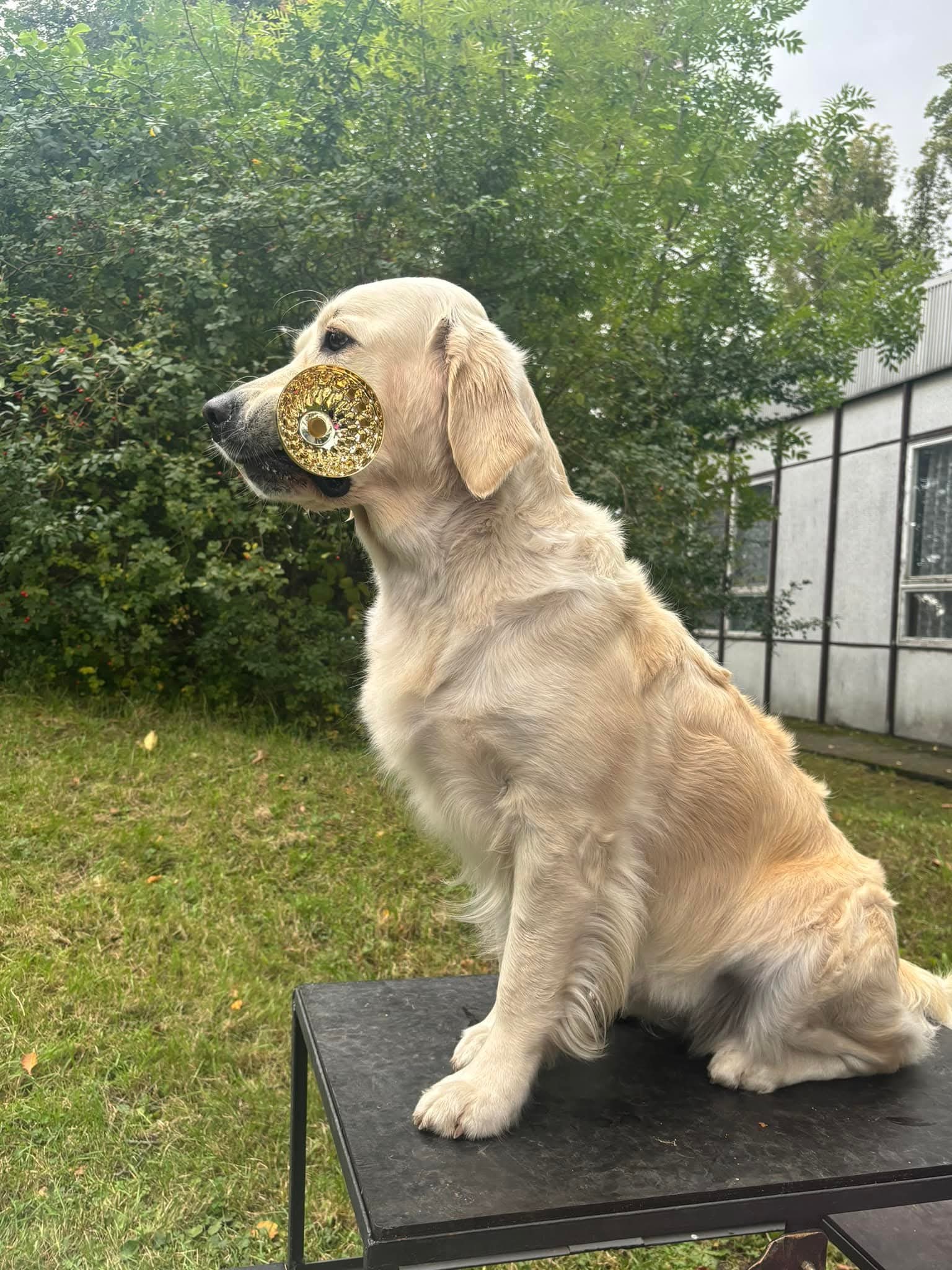 FB_IMG_1750056657773