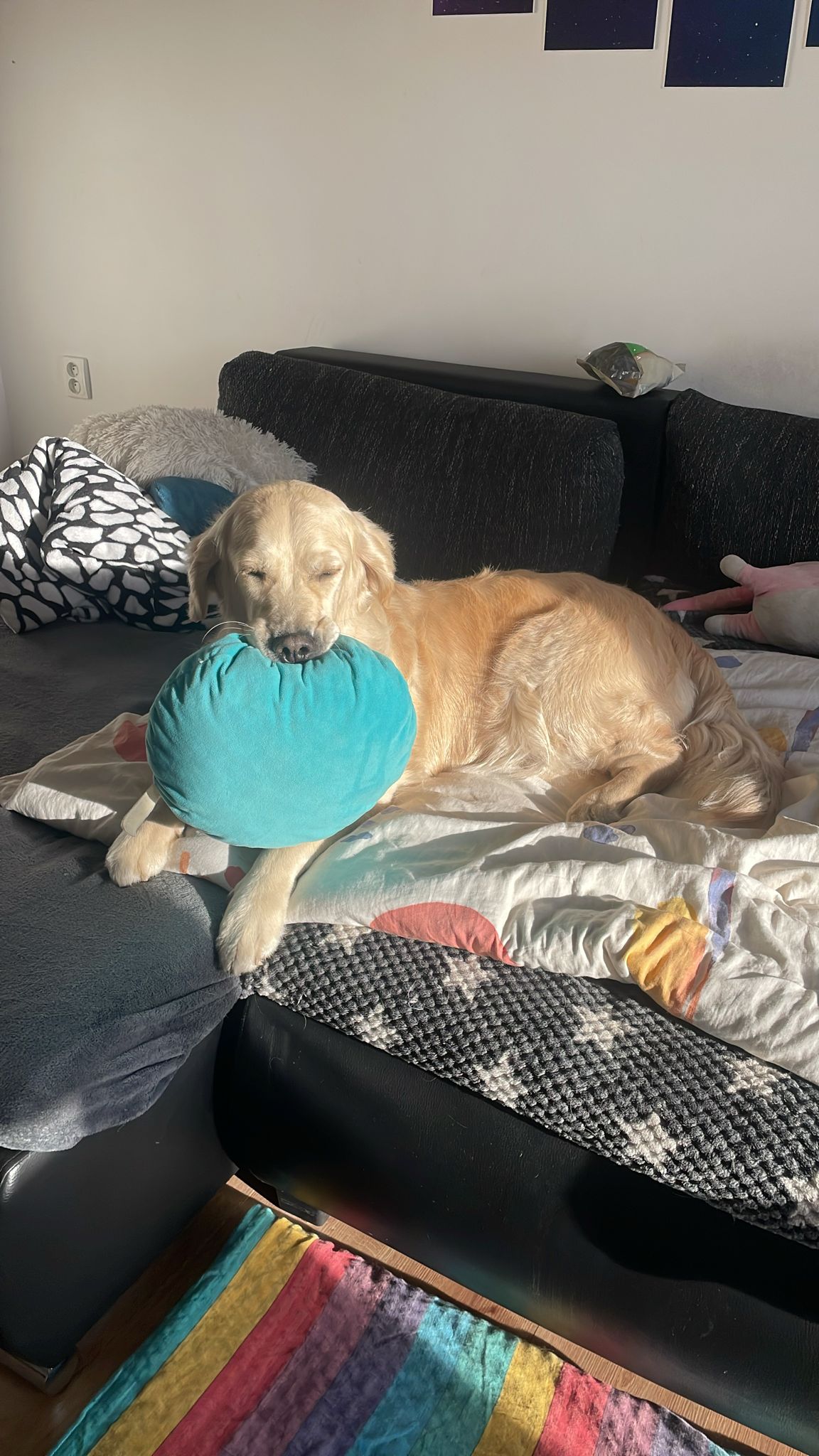 d938a70c-ccfe-43f0-b01a-515795d93901